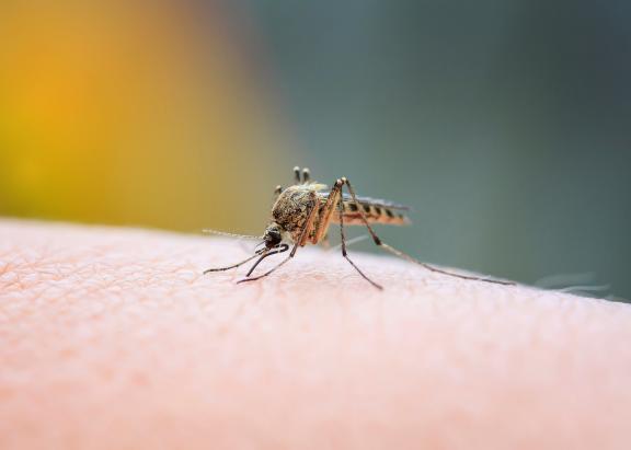 Mosquito on skin