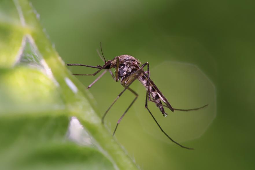 Image of a mosquito