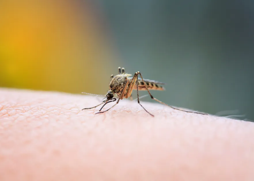 Mosquito on skin