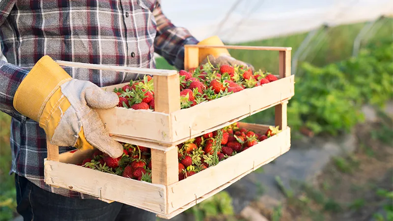 person carrying fruit