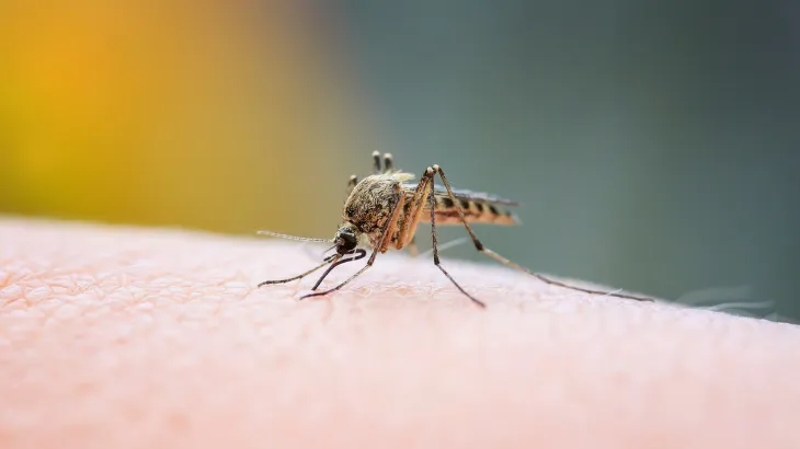 Mosquito on skin